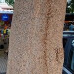 Delonix regia Bark