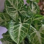 Syngonium podophyllum葉