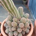 Echinocereus pectinatus Leaf