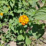 Lantana × strigocamara Leaf