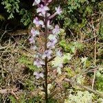 Cynorkis ridleyi Lorea