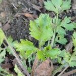 Ranunculus multifidus Hoja