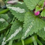 Lamium maculatum Blad