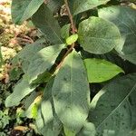 Ehretia tinifolia Hoja