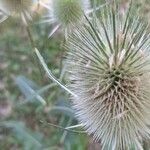 Dipsacus laciniatusFruit