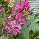 Cleome spinosa Flower