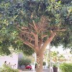 Ficus rubiginosa عادت داشتن