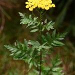 Tanacetum vulgare Habit