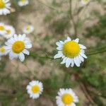 Matricaria chamomilla Flors