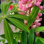 Lupinus polyphyllus Feuille