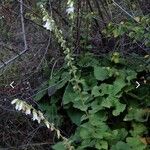 Campanula alliariifolia Blüte