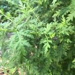 Artemisia annua Листок