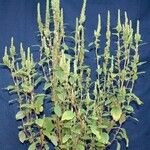 Amaranthus hybridus Цветок