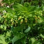 Cerinthe glabra Flor
