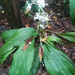 Calanthe triplicata Habit