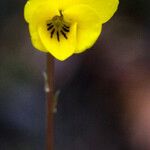 Viola sempervirens Flor