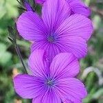 Linum viscosum 花