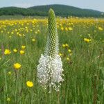 Plantago maxima Flor