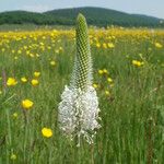 Plantago maxima Λουλούδι