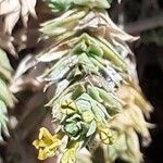 Crucianella maritima Flower