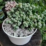 Gibbaeum petrense Hostoa