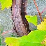 Vitis riparia Corteccia