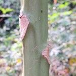 Carica papaya Bark