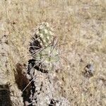 Tephrocactus alexanderi Hoja