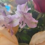 Alstroemeria ligtu फूल