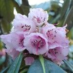 Rhododendron hodgsonii Цвят