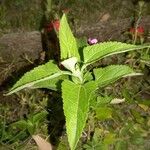 Eupatorium perfoliatum 葉