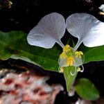 Commelina benghalensis Цветок