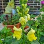 Antirrhinum majusKvět