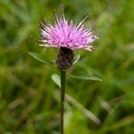 Centaurea decipiens 花