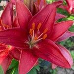 Lilium bulbiferumFlower