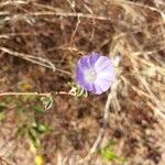 Bonamia spectabilis Blüte