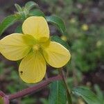 Ludwigia erecta Blüte