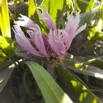 Centaurea pullata പുഷ്പം