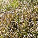 Myosotis minutiflora Floro