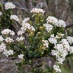 Ozothamnus leptophyllus Flor