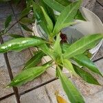 Justicia gendarussa Лист