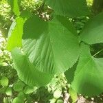 Tilia platyphyllosList