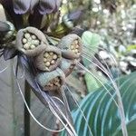 Tacca chantrieri Fruit