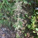 Calamagrostis arundinacea Flor