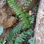 Adiantum caudatum 葉