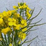 Brassica napus Flower