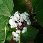 Clerodendrum chinense Arall