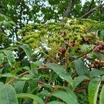 Sorbus americana Vaisius