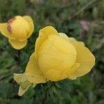 Trollius europaeusFlor