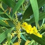 Acacia spirorbis Blad